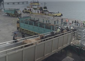 Genjot Produksi Susu, JAPFA Gandeng Greenfields Impor 1.100 Ekor Sapi Perah Jenis Ini untuk Peternak Lokal