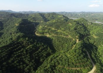 Sawit Watch: Penguasaan Kembali Kawasan Hutan, Namun Nir-transparansi Denda Administratif dan Pemulihan Aset