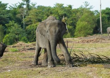 Hari Gajah Internasional: Persembahan Hutama Karya untuk Perjalanan Cinta Gajah di Sekitar Tol Trans Sumatra