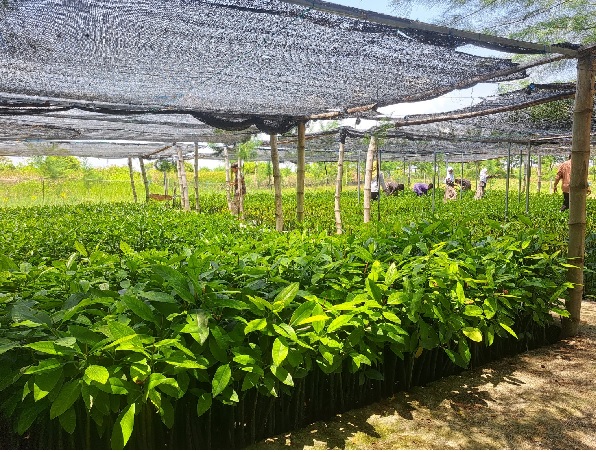 Perjuangan Konservasi Mangrove Pokmaswas Muara Tangguh Pangkahwetan