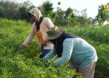Bangun Irigasi 589 Ribu Hektare di 2025, Targetkan 750 Ribu Hektare pada 2026 untuk Perkuat Ketahanan Pangan