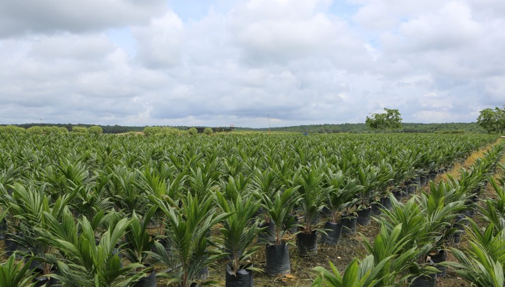 Penjualan Meningkat, Laba Bersih DSNG Melonjak 60,2% Menjadi Rp1,8 Triliun