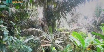 Pengolahan Gula Aren, CSR Unggulan BSI Maslahat yang Dampaknya ‘Bukan Kaleng-Kaleng’