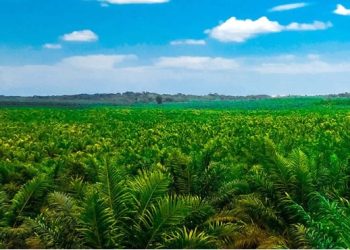 PT Permata Hijau Sawit : Jadikan CSR Jadi Jembatan Kepedulian dan Pemberdayaan Masyarakat