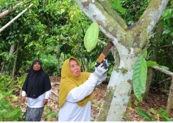 Potret Tangguh Perempuan Kepala Keluarga di Utara Sumatra