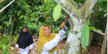 Potret Tangguh Perempuan Kepala Keluarga di Utara Sumatra