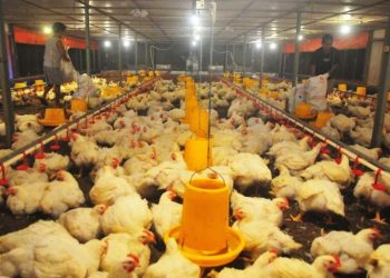 Melonjak 96%, MAIN Catatkan Laba Bersih Senilai Rp123,28 Miliar
