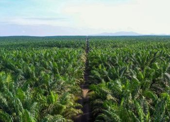 Kinerja kian Positif, PGUN Siap Kebut Free Float ke 12,5%