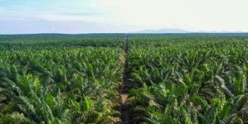 Kinerja kian Positif, PGUN Siap Kebut Free Float ke 12,5%