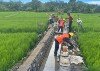 P3-TGAI 2026 Hadir di 78 Lokasi, Dukung Produktivitas Pertanian Bali