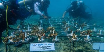 Pulau Pari Kian Indah Dengan 5.500 Mangrove dan 150 Terumbu Karang Baru