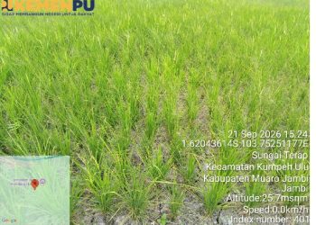 Kurangi Risiko Gagal Panen, Pompa Air Dialirkan ke 5 Hektare Sawah di Muaro Jambi