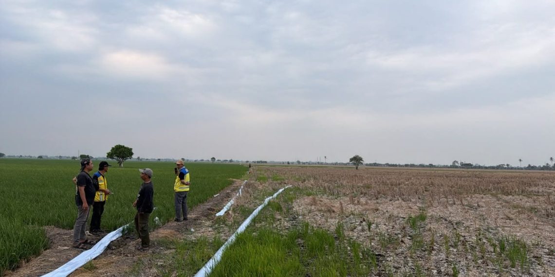 Sawah Kekurangan Air, Pompa Dikerahkan di Bekasi hingga Cirebon