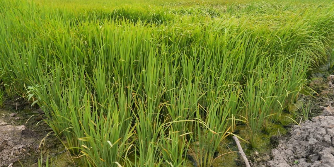 Perkuat Pasokan Air Irigasi Pertanian, Tujuh Sumur Dalam Disiapkan di KSPEAN Wanam